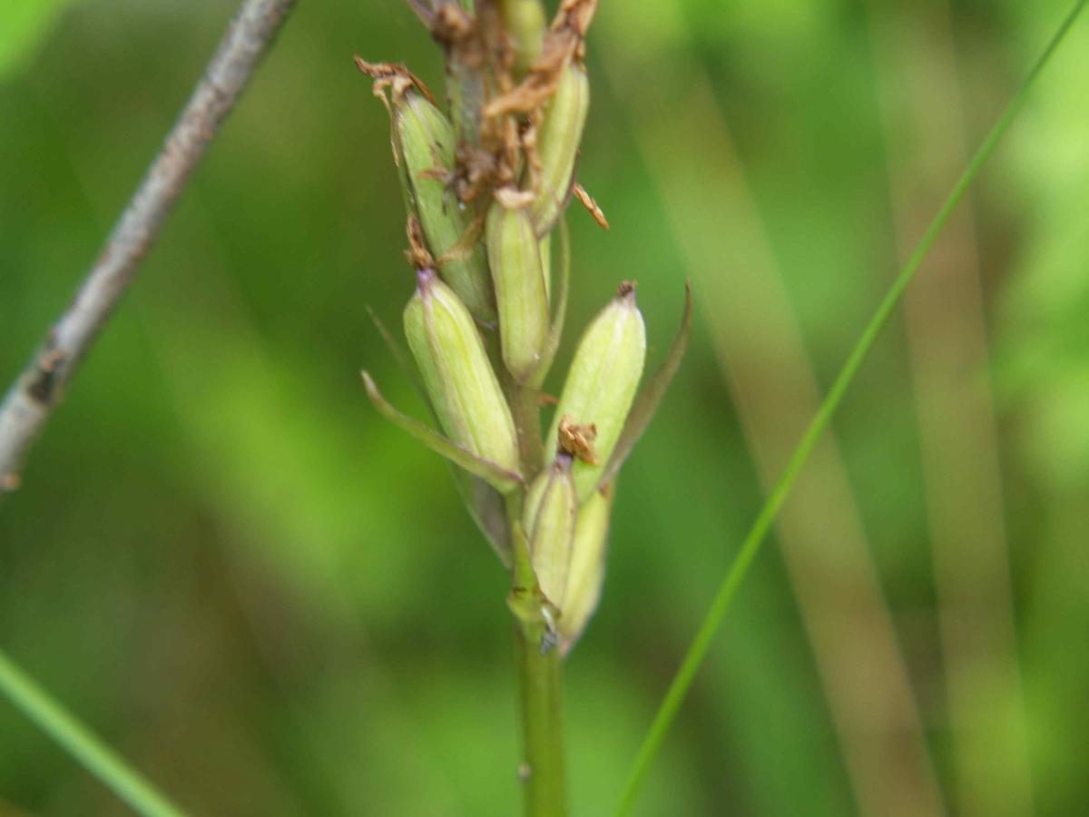 Orchid, Common Spotted fruit